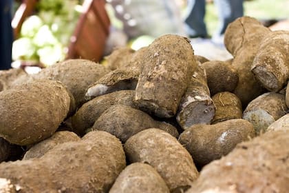 Las batatas favorecen el crecimiento del cabello