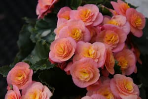 Las Begonias de la Paz ayudan a atraer la prosperidad