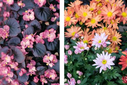 Las begonias y crisantemos, dos opciones para maridar con carnes y quesos o con sabores orientales