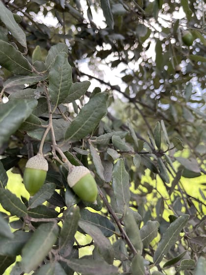 Las bellotas que alimentan a los cerdos en su etapa final