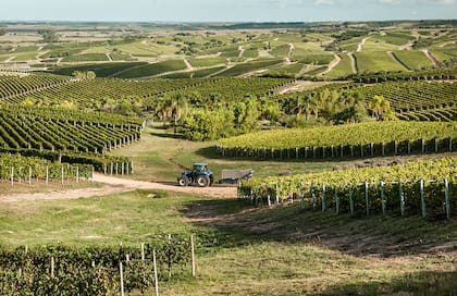 Las bodegas familiares de la zona organizan catas y recorridas por sus instalaciones.