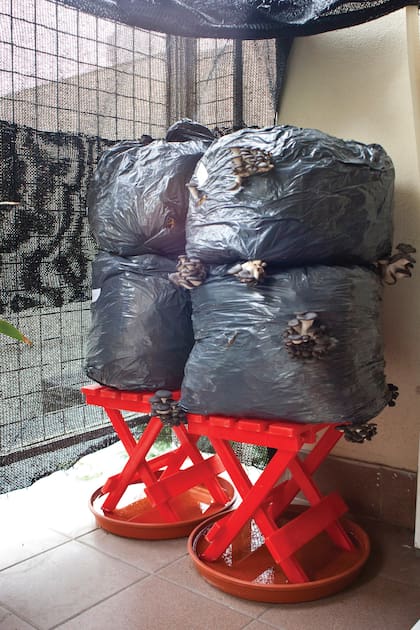 Las bolsas de autocultivo vienen listas para hacer crecer los hongos en casa