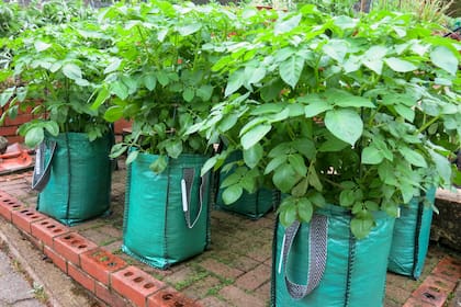 Las bolsas para cultivar papas se llenan con un sustrato liviano: compost, turba, perlita o tierra negra