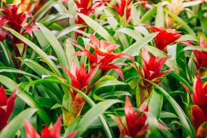 Las bromelias aportan color a cualquier ambiente