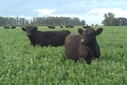 Las buenas perspectivas para el negocio ganadero acelerarían la siembra de pasturas