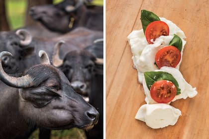 Las búfalas. Y una ensalada capresse.