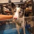 El negocio millonario que crece detrás de las mascotas