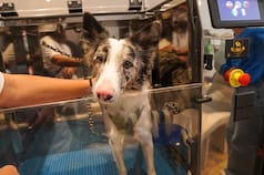El negocio millonario que crece detrás de las mascotas