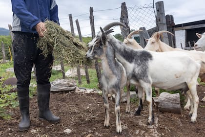 Las cabras de Sudiro.