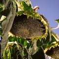 El agro se acercó a los US$32.000 millones y estos fueron los sectores que más crecieron