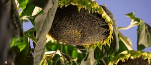 El agro se acercó a los US$32.000 millones y estos fueron los sectores que más crecieron
