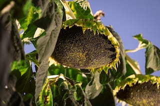 El agro se acercó a los US$32.000 millones y estos fueron los sectores que más crecieron