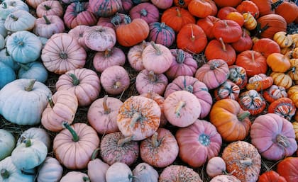 Las calabazas rosas son un símbolo de apoyo y concientización sobre el cáncer de mama (Unsplash/saira ahmed)