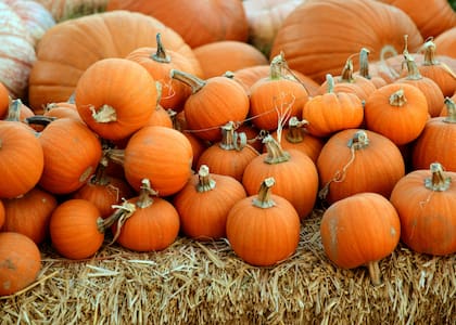 Las calabazas se sustituyeron por nabos para crear linternas en Halloween (Unsplash)