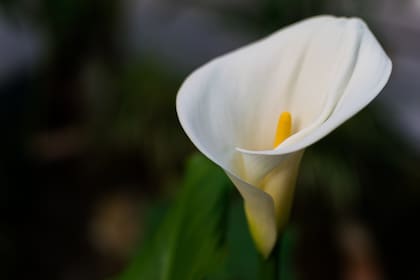 Las calas son una de las flores más elegantes del jardín