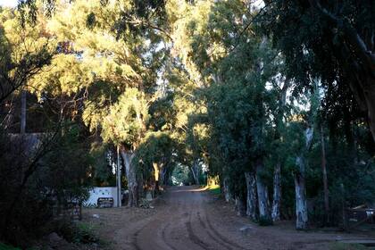 Las calles de Balneario Sauce Grande, sin asfalto, atraviesan el bosque