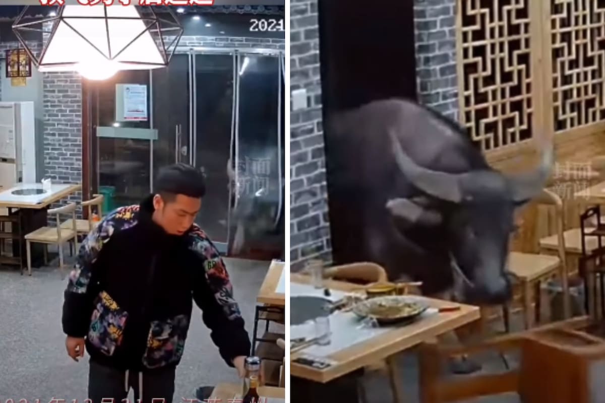 Las cámaras de seguridad captaron la embestida y los destrozos del animal en el local