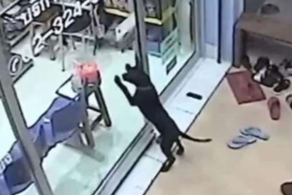 Las cámaras de seguridad de la veterinaria registraron el insólito pedido del cachorro que lucía perdido
