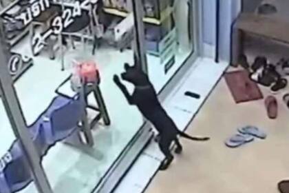 Las cámaras de seguridad de la veterinaria registraron el insólito pedido del cachorro que lucía perdido
