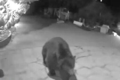 Las cámaras de seguridad en la casa de Altadena mostraron la actividad del oso