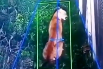 Las cámaras de seguridad reportaron la presencia de un puma en Hudson