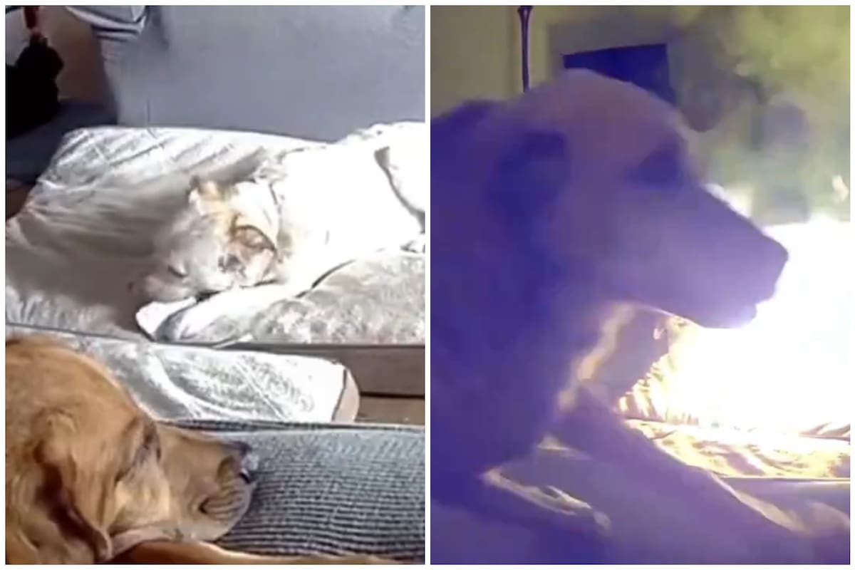 Las cámaras de video del hogar mostraron cómo el perro juega con la batería y se genera una explosión y un incendio