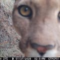 La Argentina se suma a una red global para el monitoreo y conservación de sus mamíferos