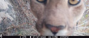 La Argentina se suma a una red global para el monitoreo y conservación de sus mamíferos