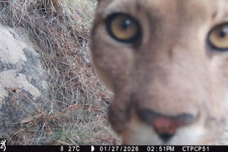 La Argentina se suma a una red global para el monitoreo y conservación de sus mamíferos