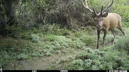 El monitoreo se enfoca en carpinchos, zorros, armadillos y felinos silvestres como el puma o el gato guiña, hasta especies exóticas o amenazadas como el huemul