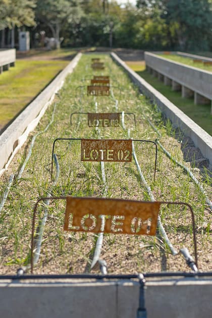 Las camas de cultivo del azafrán