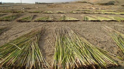 Las cañas de totora se secan al sol durante varios días antes de atarlas