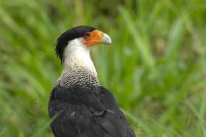Las caracaras son un ave que ganó popularidad en la región
