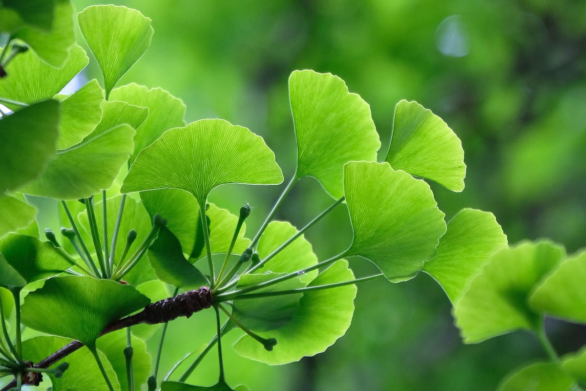 Las características hojas de los ginkgos. En Japón se los llama, junto con otras especies, Hibakujumoku; es decir, los árboles que sobrevivieron a las bombas atómicas de Hiroshima y Nagasaki