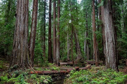 Las características que tendrán los nuevos Parques Estatales de California que impulsa Gavin Newsom / oficina del gobernador