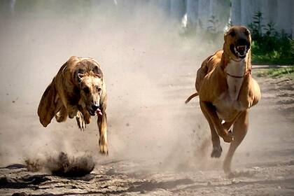 Un proyecto de ley apunta a prohibir las carreras de perros en todo el país
