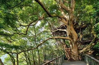 Diez de las casas construidas en árboles más espectaculares del mundo