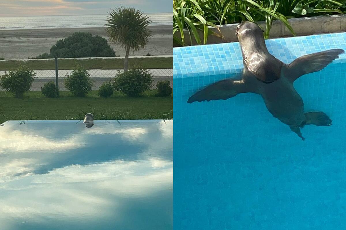 Las casas sobre la playa pueden ver pasar las ballenas y hasta a veces reciben la visita de animales marinos