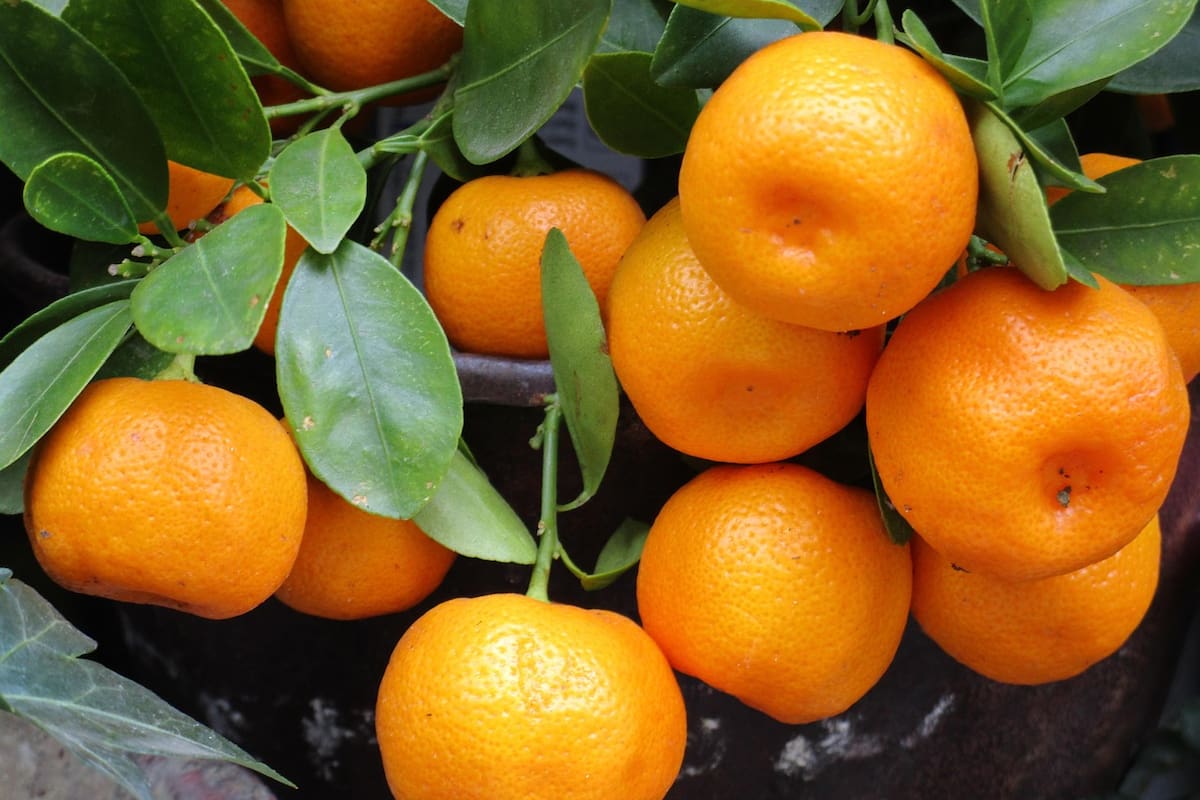 Las cáscaras de mandarina tienen múltiples usos (Foto de carácter ilustrativo: PIXABAY)