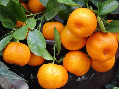 Las cáscaras de mandarina tienen múltiples usos (Foto de carácter ilustrativo: PIXABAY)