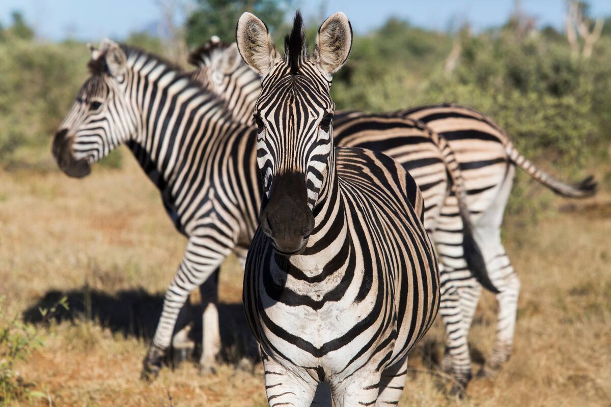 Las cebras son de las especies más populosas de la reserva.