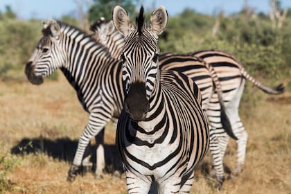 Las cebras son de las especies más populosas de la reserva.