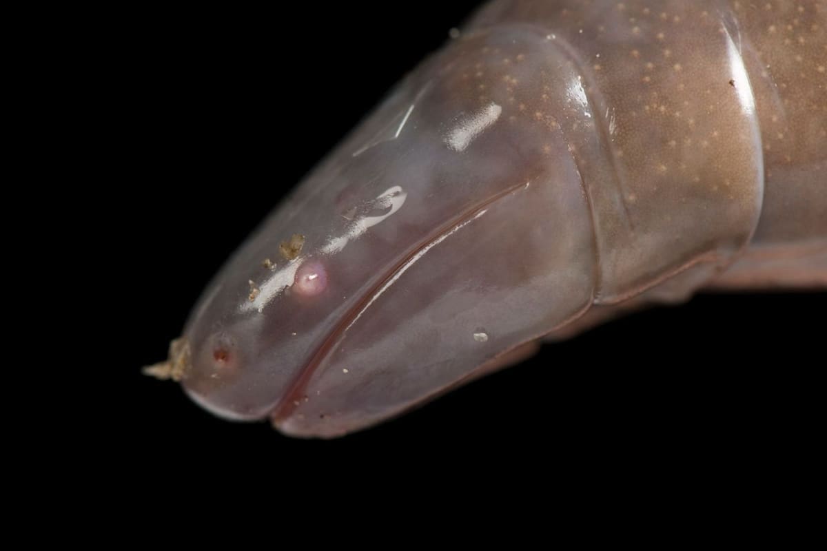 Las cecilias son anfibios con aspecto de serpiente que tienen saliva venenosa