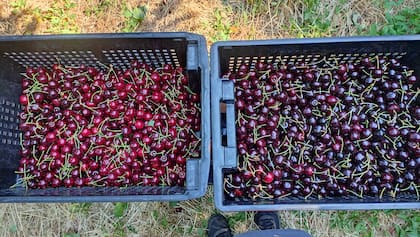 Las cerezas con su propio sello de calidad, Los Antiguos, Santa Cruz