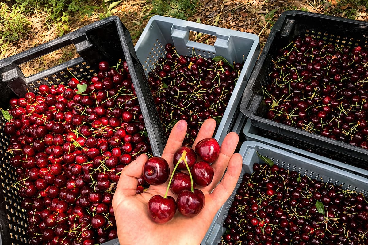 Las cerezas de Los Antiguos ahora llegarán al mundo con una Denominación de Origen
