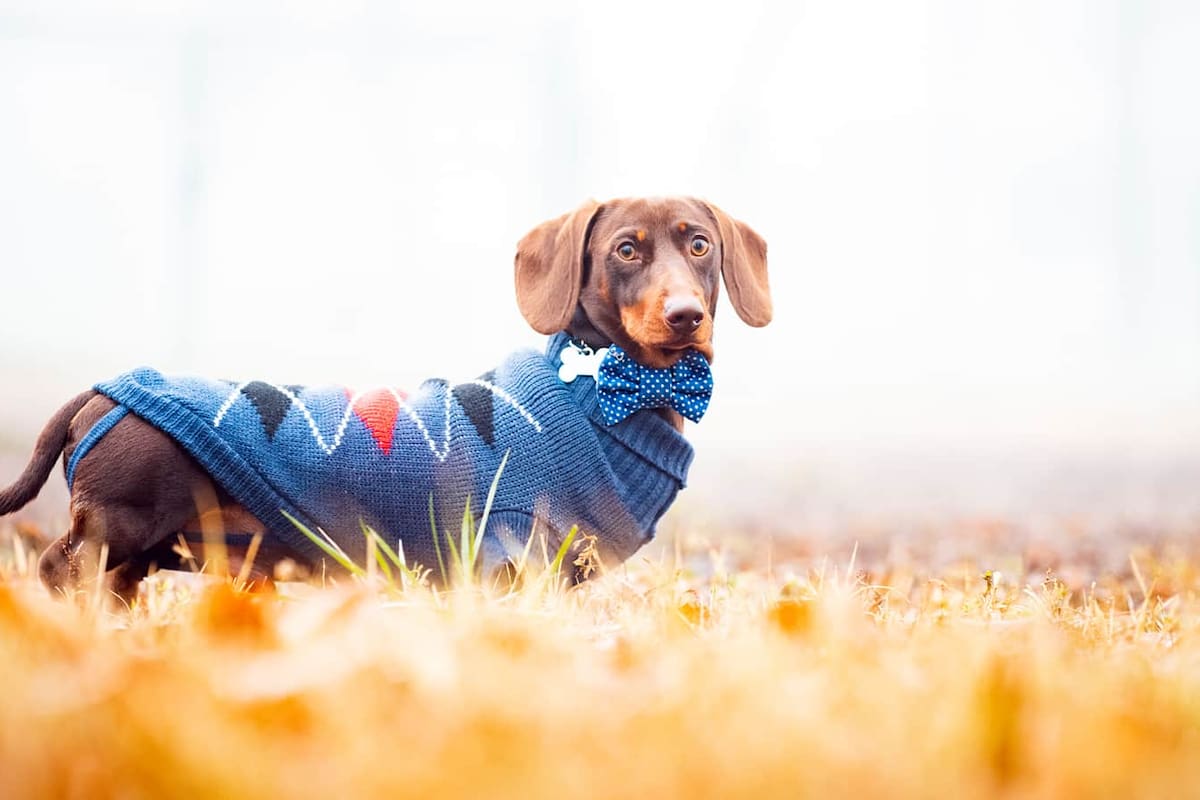 Las chaquetas aparecen como la solución ideal para mantener a los perros abrigados, cómodos y a la moda sin gastar de más