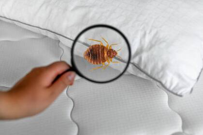 Las chinches son pequeños parásitos que se alimentan de sangre y suelen esconderse en la ropa de cama, lo que les ha dado su nombre (Archivo)