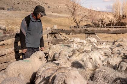 "Las chivas resisten más al frío, caminan más también. Se van campo adentro. Y si no hay animales, no hay comida, y usted sabe".