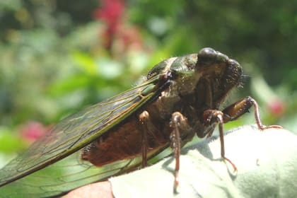Las cigarras emergen en Virginia, West Virginia y North Carolina, en busca de una pareja para reproducirse