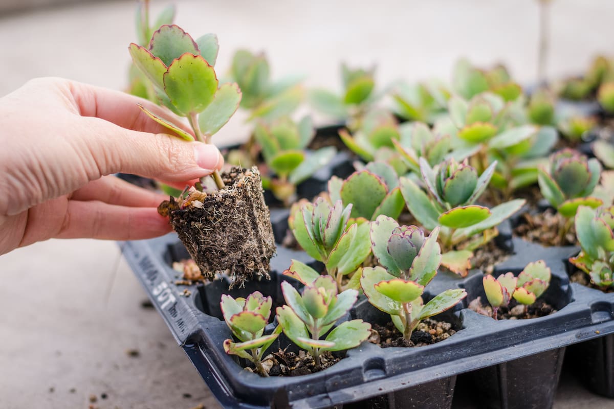 Las cinco plantas suculentas que dan flores todo el año y son buenas para tener dentro del hogar